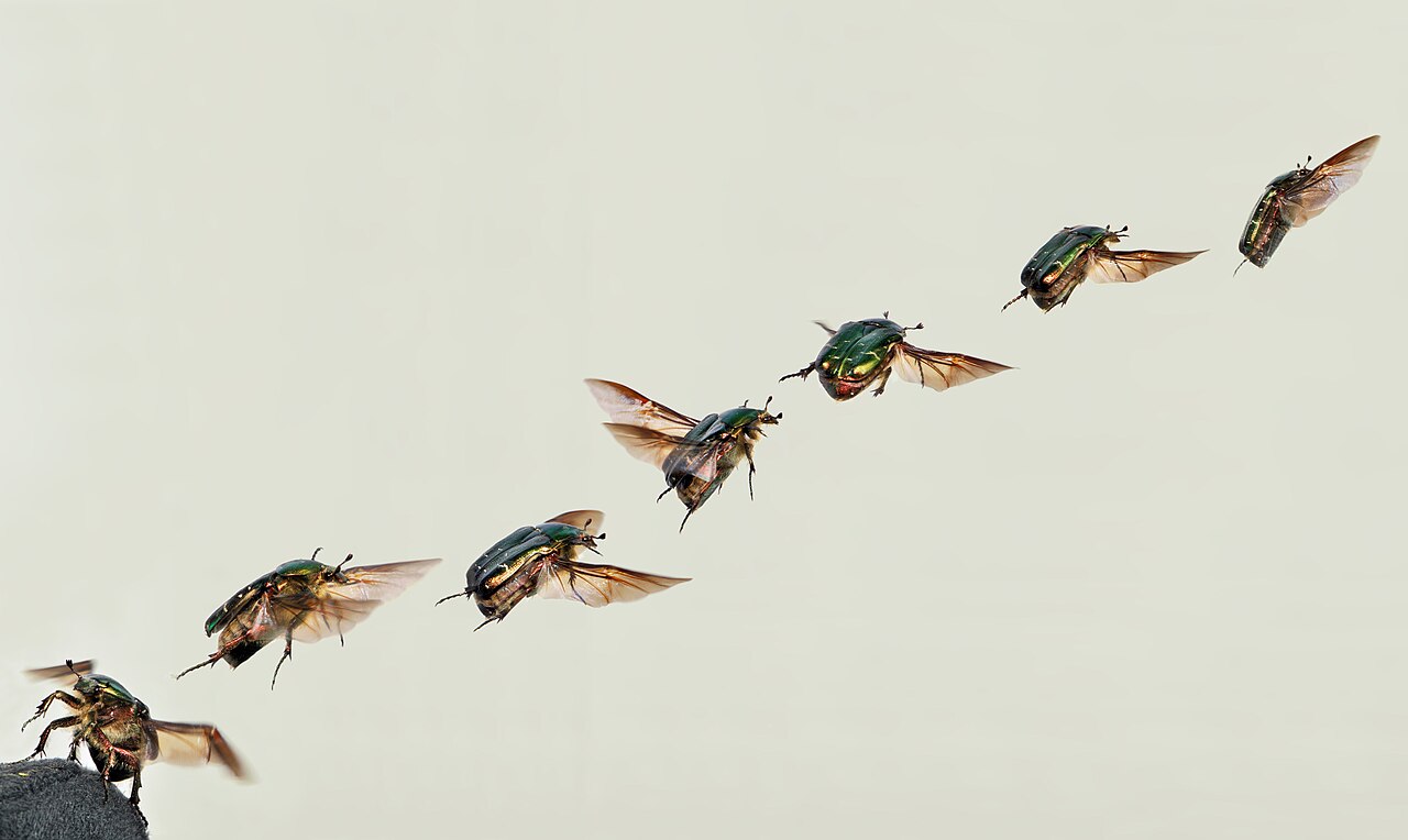 A composite photograph of one shiny green beetle at seven moments of takeoff. It starts on a dark surface at lower left and rises in a diagonal line toward the upper right, its brown wings spread, against a plain pale gray background.