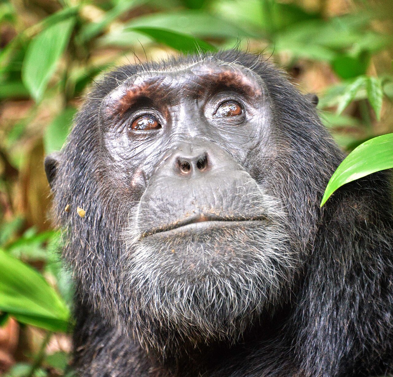 Close-up of an adult chimpanzee with a graying chin, gazing upward with amber eyes among bright green leaves.