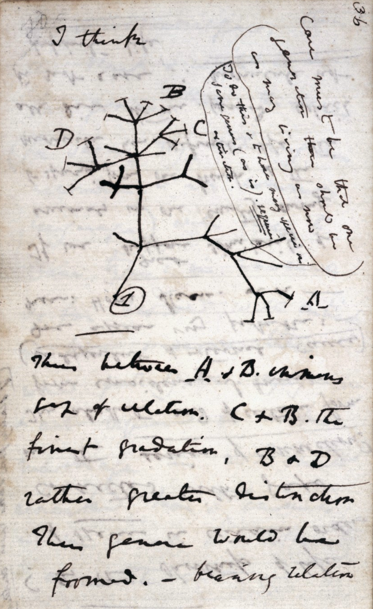 A yellowed notebook page of handwritten ink notes. At top left are the words “I think.” Below them, a branching, tree-like sketch rises from a circled number 1, with branch tips labeled A, B, C and D. More handwriting fills a looped box at right and the lower half of the page, and the page number 36 is at top right.