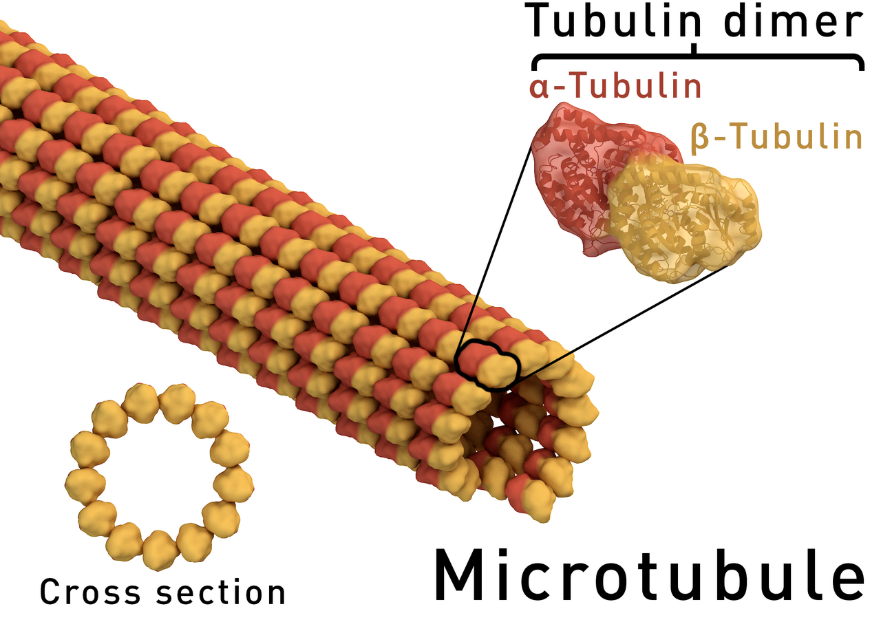 A 3D illustration of a microtubule: a long hollow tube built from alternating red and yellow beads, with one red-and-yellow pair enlarged and labeled alpha-tubulin and beta-tubulin, and a ring-shaped cross section at lower left.