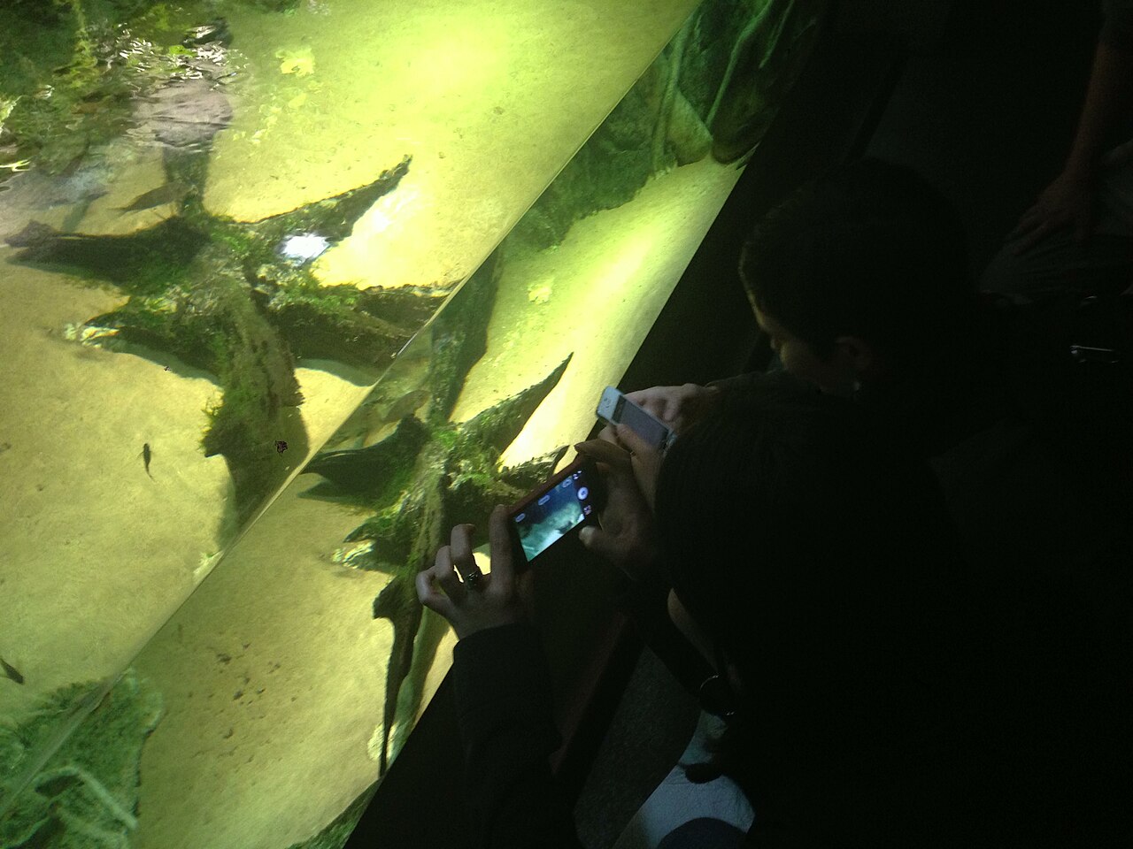 In a dim room, two people lean over a glowing green aquarium and hold up smartphones to photograph fish swimming among sunken branches. One phone screen shows the scene it is capturing.