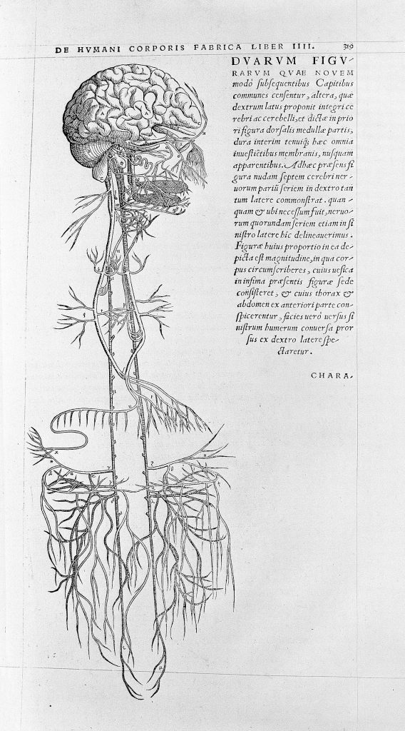 An old black-and-white book page with a detailed drawing of a human brain at the top, the spinal cord and long branching nerves hanging below it, and a column of printed Latin text beside it.