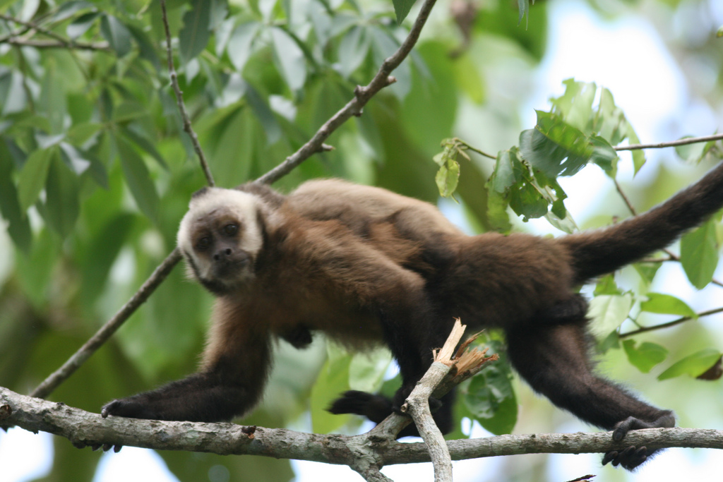 A brown monkey with a pale, cream-colored face and a dark cap of fur walks along a thin tree branch, surrounded by green leaves.