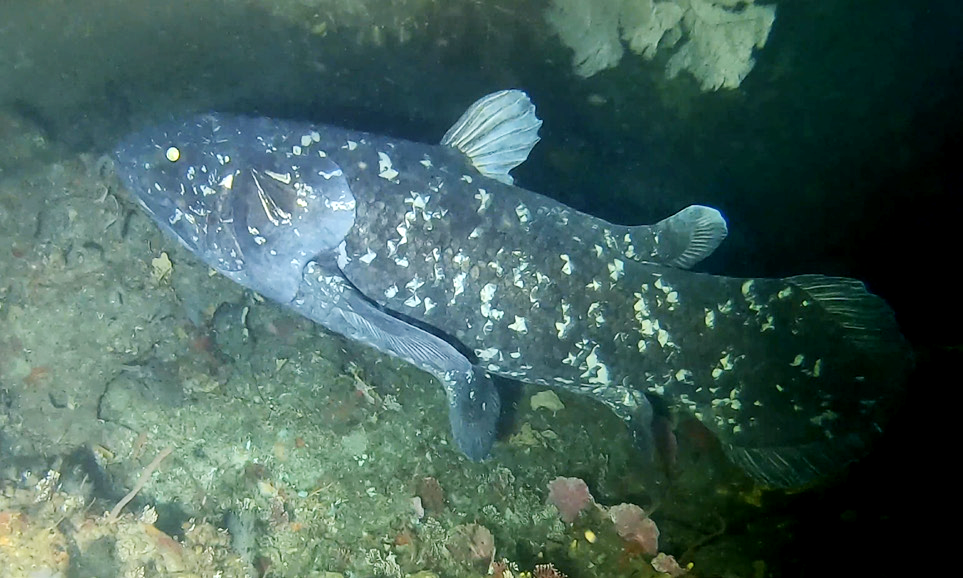 A dark blue fish speckled with white blotches, with thick, fleshy, lobed fins and a shining eye, swims beside a rocky reef covered in small pink and white growths, in dim, dark water.