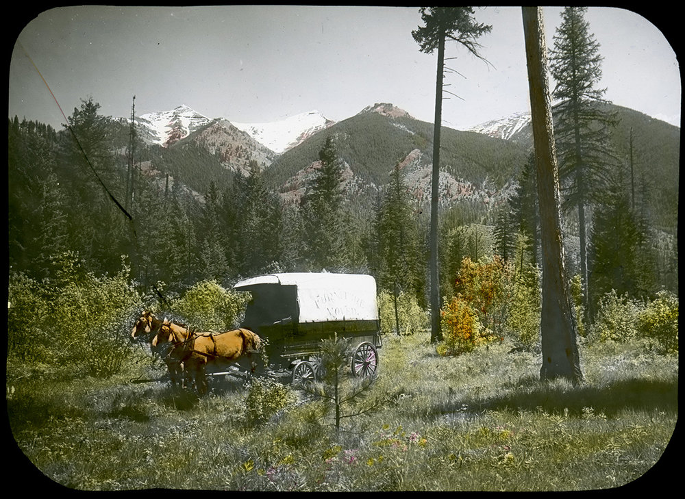 Two horses hitched to a white covered wagon stand in a mountain meadow, with pine trees and snowy peaks behind.