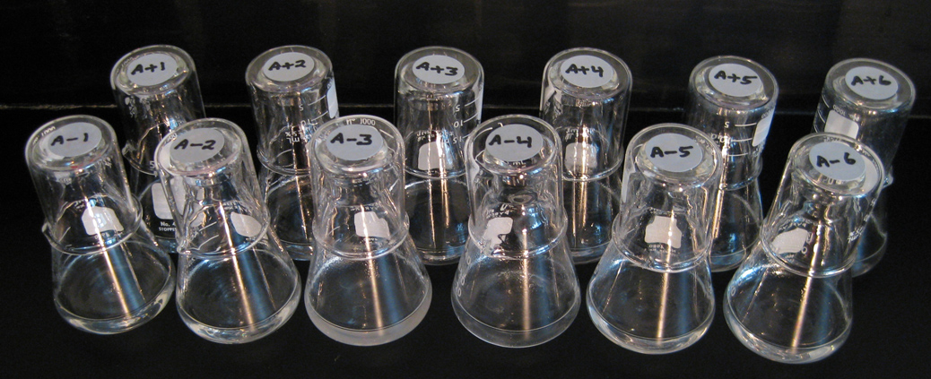 Twelve small glass flasks, each capped with an upside-down beaker and labeled A-1 to A-6 and A+1 to A+6, in two rows against a black background. Most hold clear liquid, while the flask labeled A-3 is visibly cloudy.