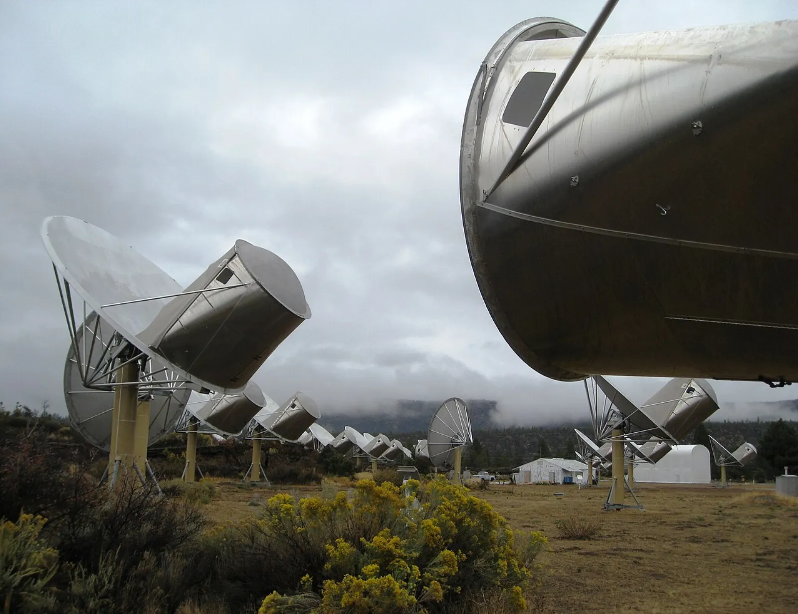 A long row of silver radio dishes on yellow posts stretches across a scrubby field under low gray clouds, with the round back of one dish looming close to the camera and yellow flowering shrubs in front.