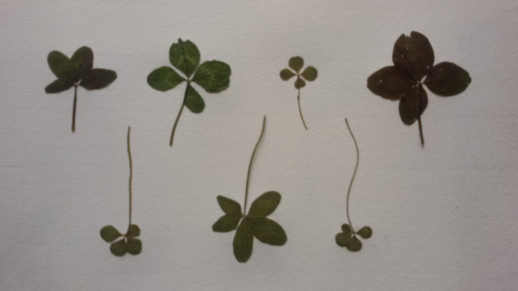 Dried four-leaf clovers, with one five-leaf clover.