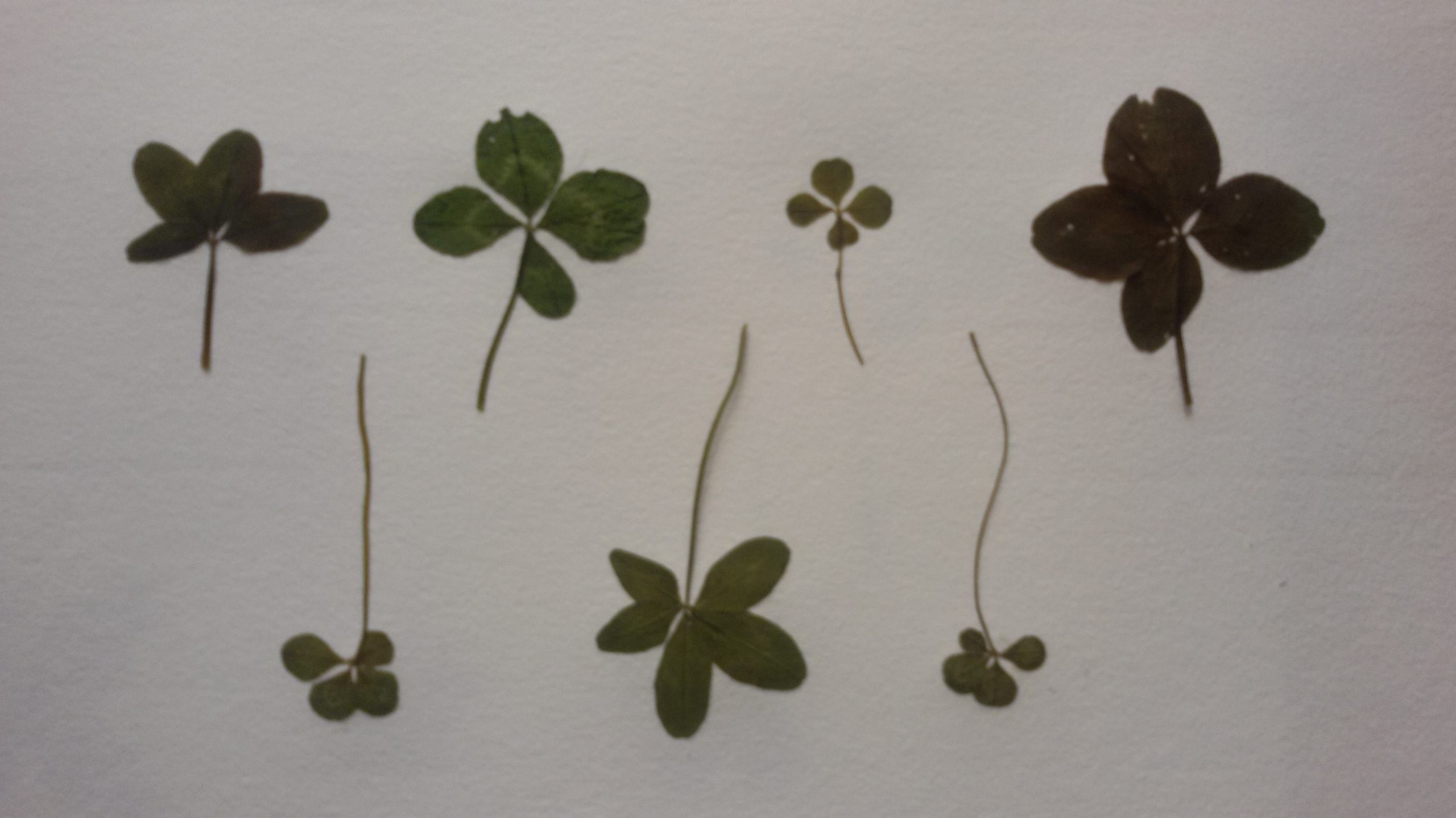 Dried four-leaf clovers, with one five-leaf clover.