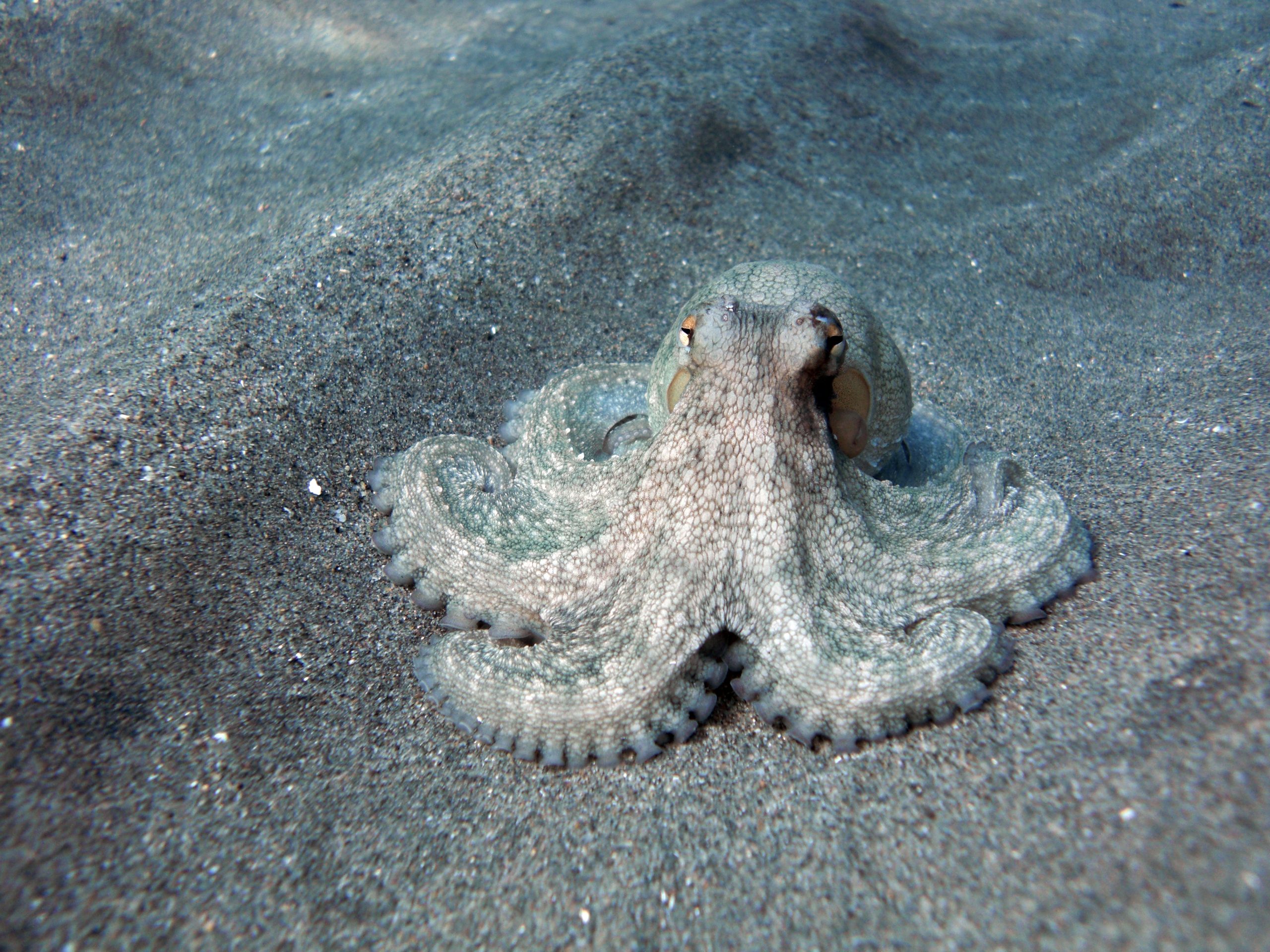 A common octopus photographed at Cabo de Gata Beach in Almeria.